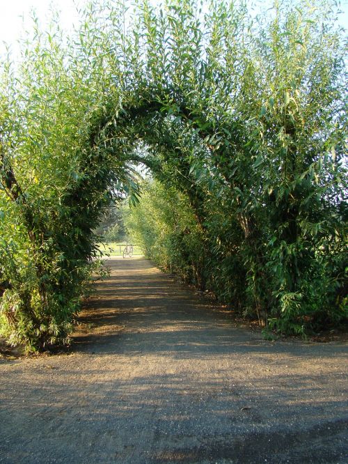 willow cathedral spreewald green