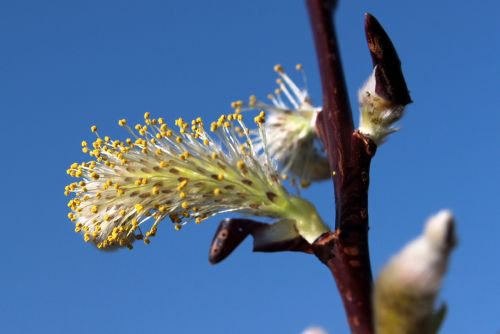 willow catkin bloom spring