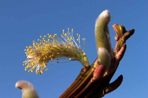 willow catkin bloom spring