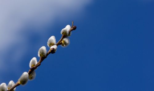willow catkin blue spring