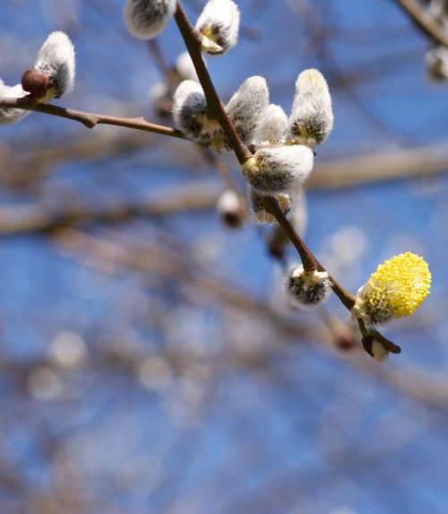 willow catkin hairy fluffy