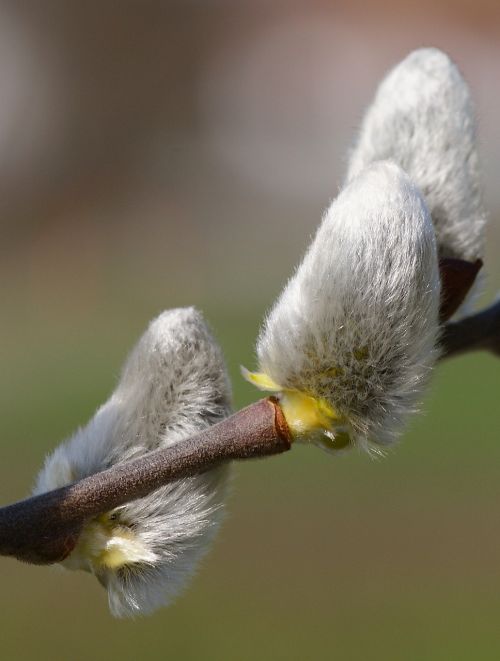willow catkin hairy fluffy