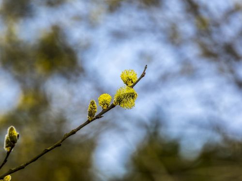 willow catkin spring tree