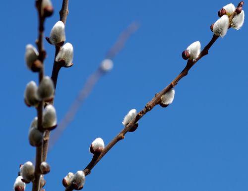 willow catkin fluffy nature