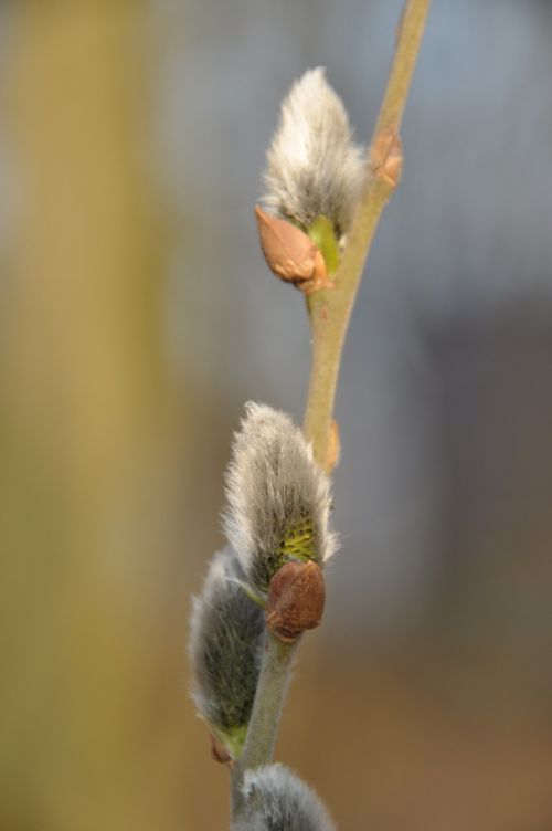 willow catkin spring branch