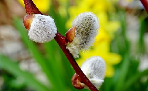willow catkin pasture branch
