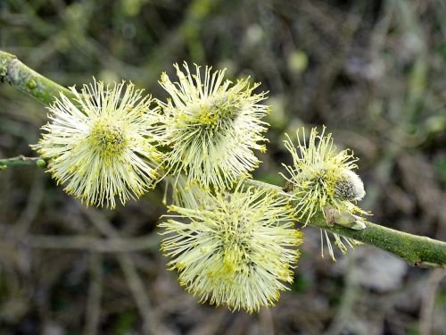willow catkin blossomed inflorescence