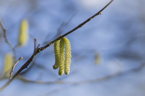 willow catkin spring tree