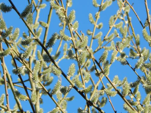 willow catkin spring tree