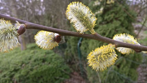 willow catkin branch bush