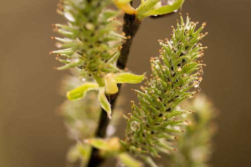 willow catkin branch wet