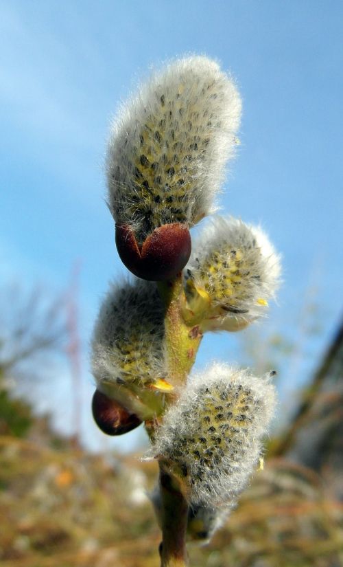 willow catkin spring march