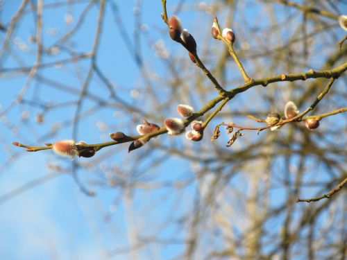 willow catkin spring branch