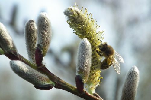 willow catkin spring grazing greenhouse