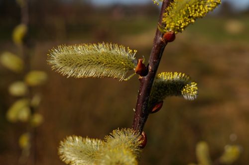 willow catkin march signs of spring