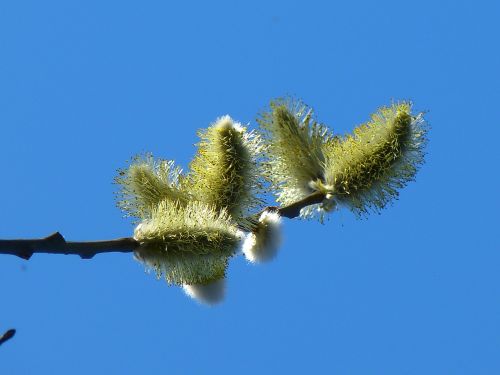 willow catkin inflorescence pasture