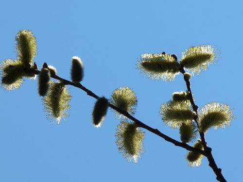 willow catkin inflorescence pasture