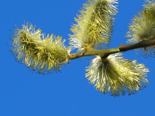 willow catkin inflorescence pasture