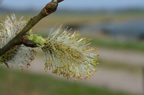 willow catkin pasture spring