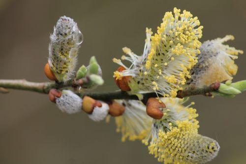 willow catkin grazing greenhouse spring