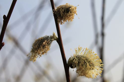willow catkin grazing greenhouse branches