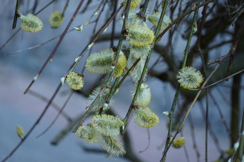 willow catkin spring frühlingsanfang