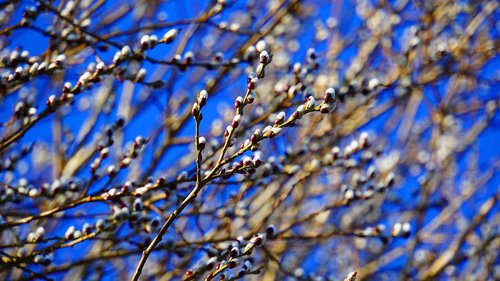 willow catkin  february  winter