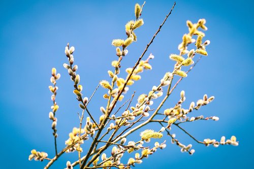willow catkin  flowers  spring