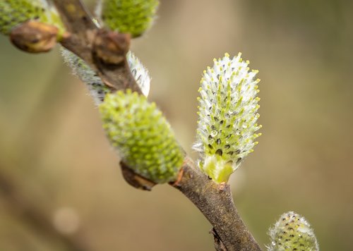 willow catkin  bud  spring