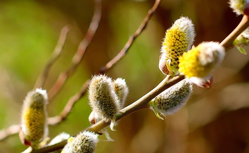 willow catkin  flowers  spring