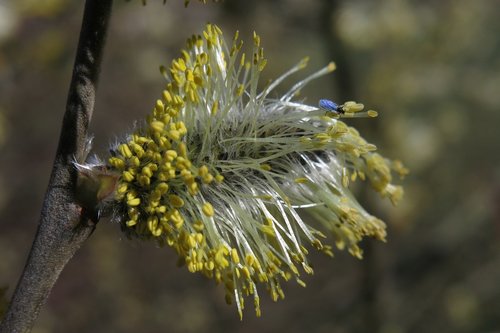 willow catkin  insect  blossom