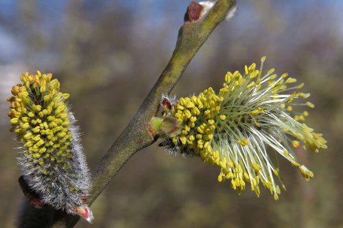 willow catkin  blossom  bloom