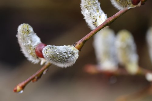 willow catkin  pasture  branch