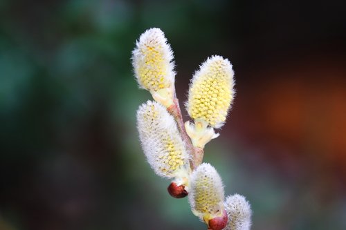 willow catkin  pasture  branch
