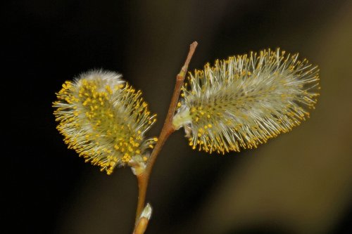 willow catkin  nature  plant