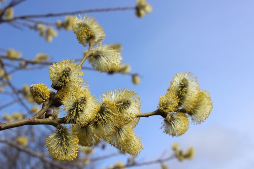 willow catkin  flowers  spring awakening