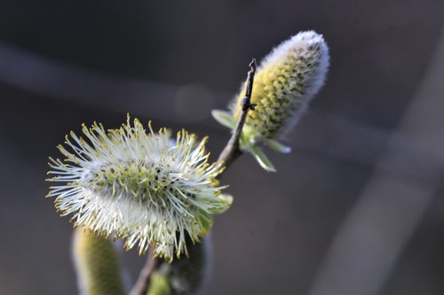 willow catkin  blossom  bloom