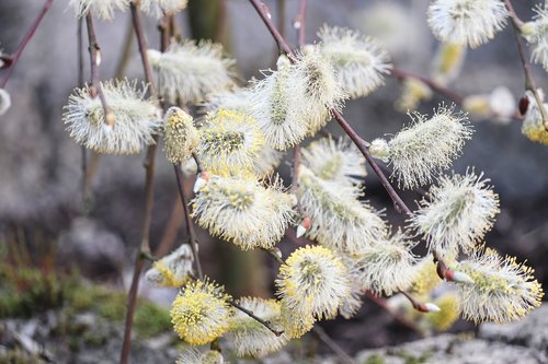 willow catkin  blossomed  inflorescence