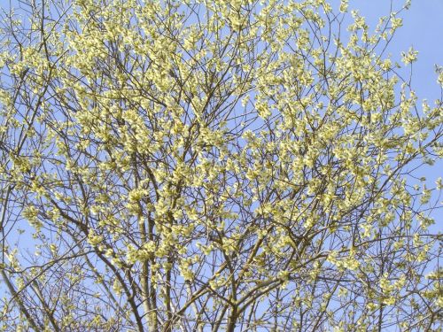 willow catkin spring bloom