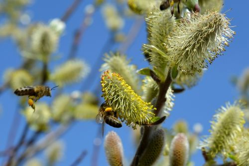willow catkin spring bees