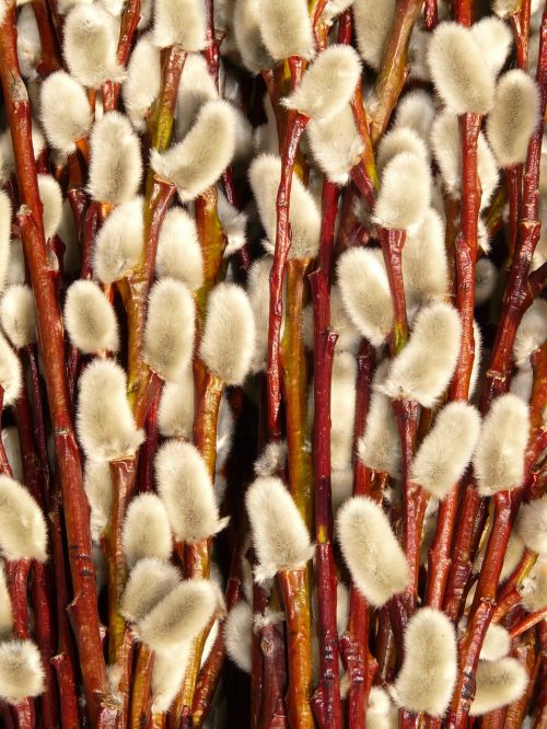 willow catkin blossom bloom