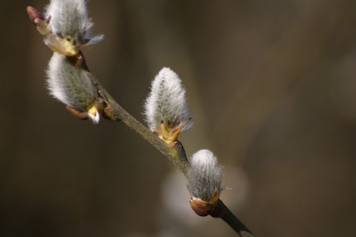 willow catkin branch pasture
