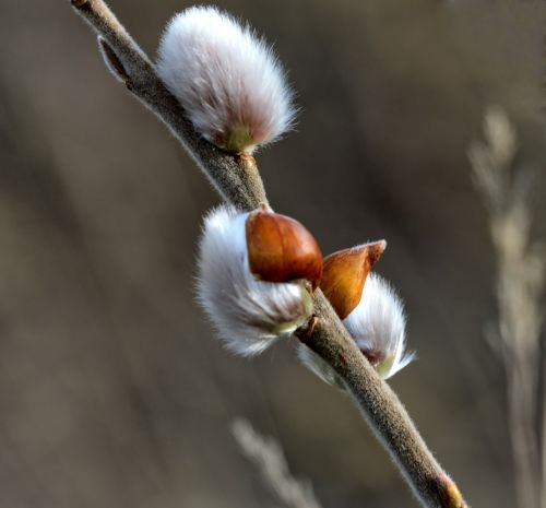 willow catkin pasture bush