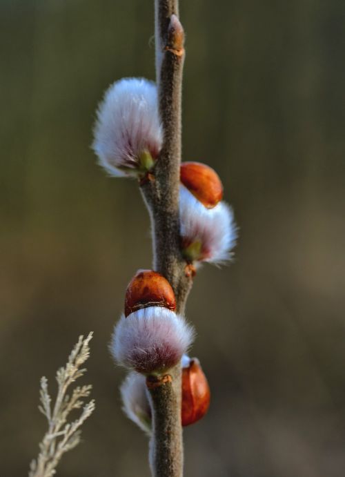 willow catkin pasture bush