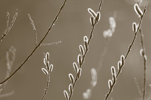 willow catkin nature spring awakening