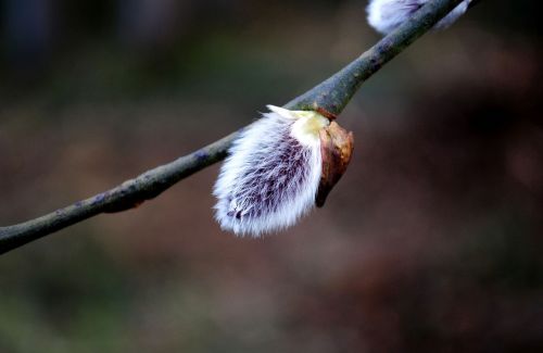 willow catkin branch nature