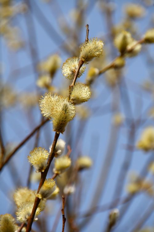 willow catkin spring blossom