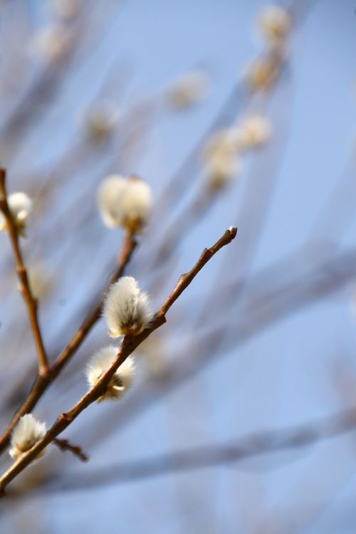 willow catkin spring blossom