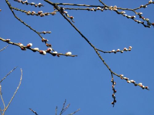 willow catkin spring blue