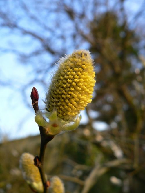 willow catkin spring signs of spring